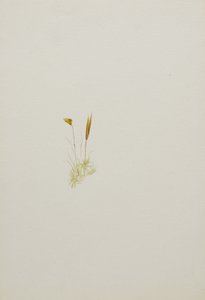 (Uden titel - blomsterstudie) af Mary Vaux Walcott