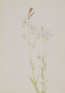 (Uden titel - blomsterstudie) af Mary Vaux Walcott