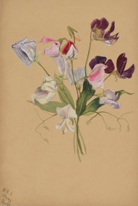 (Uden titel - blomsterstudie) af Mary Vaux Walcott
