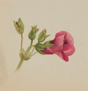 (Uden titel - blomsterstudie) af Mary Vaux Walcott