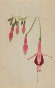(Uden titel - blomsterstudie) af Mary Vaux Walcott