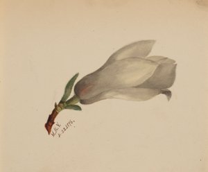 (Uden titel - blomsterstudie) af Mary Vaux Walcott