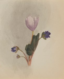(Uden titel - blomsterstudie) af Mary Vaux Walcott