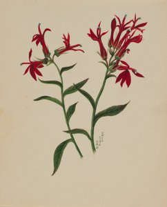 (Uden titel - blomsterstudie) af Mary Vaux Walcott
