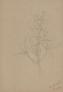 (Uden titel - blomsterstudie) af Mary Vaux Walcott
