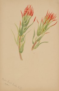 (Uden titel--Plantestudie) af Mary Vaux Walcott