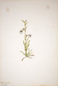 (Uden titel--Plantestudie) af Mary Vaux Walcott