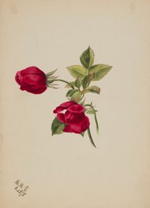 (Uden titel - Rose) af Mary Vaux Walcott