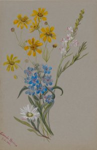 (Uden titel, gruppe af blomster) af Mary Vaux Walcott