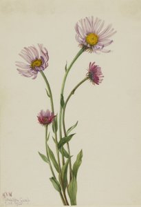Alaskas loppefrøskaller (Erigeron salsuginosus) af Mary Vaux Walcott