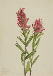 Alberta Paintbrush Castilleja miniata, 1920. af Mary Vaux Walcott
