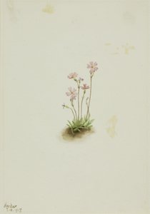 Alberta Primrose (Primula maccalliana) af Mary Vaux Walcott