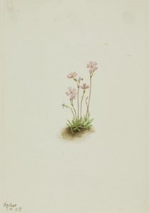 Alberta Primrose Primula maccalliana, 1917. af Mary Vaux Walcott