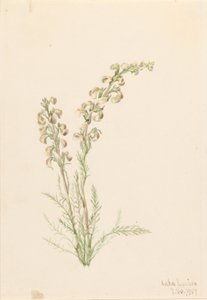 Almindelig bregne (Pedicularis contorta) af Mary Vaux Walcott