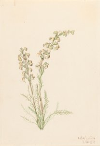 Alpine Fernlife Pedicularis contorta, 1907. af Mary Vaux Walcott