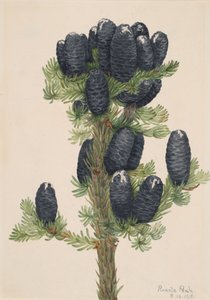 Alpine Gran Abies lasiocarpa, 1918. af Mary Vaux Walcott
