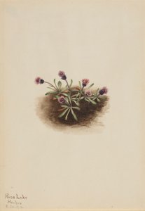 Alpeblad (Erigeron unalaschcensis) af Mary Vaux Walcott