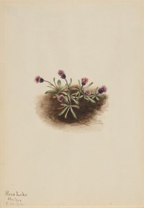 Alpine Fleabane Erigeron unalaschcensis, 1916. af Mary Vaux Walcott