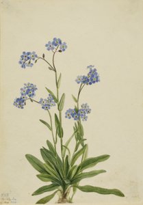 Almindelig forglemmigej (Myosotis alpestris) af Mary Vaux Walcott