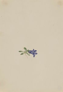 Alpeklokke (Campanula lasiocarpa) af Mary Vaux Walcott