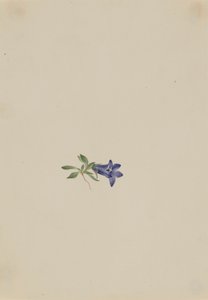 Alpine Harebell Campanula lasiocarpa, n.d. af Mary Vaux Walcott
