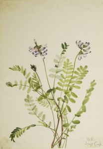 Almindelig mælkeurt (Astragalus alpinus) af Mary Vaux Walcott