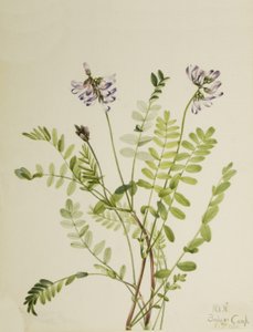 Alpine Milkvetch Astragalus alpinus, 1921. af Mary Vaux Walcott
