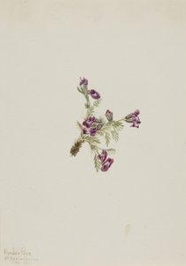 Almindelig spidskål (Oxytropis podocarpa) af Mary Vaux Walcott