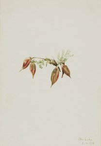 Almindelig spidskål (Oxytropis podocarpa)