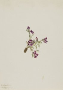Alpine Pointvetch Oxytropis podocarpa, 1916. af Mary Vaux Walcott