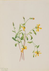 Alpine bynkeurt Senecio-art, 1905.