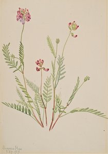 Alpine Vikker Astragalus bourgovii, 1917. af Mary Vaux Walcott