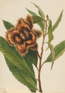 Amerikansk kastanje (Castanea dentata)