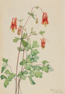 Amerikansk akeleje (Aquilegia canadensis) af Mary Vaux Walcott