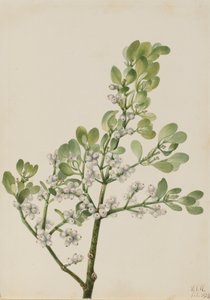 Amerikansk mistelten Phoradendron flavescens, 1923.