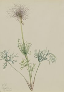 Amerikansk passionsblomst (Pulsatilla ludoviciana) af Mary Vaux Walcott