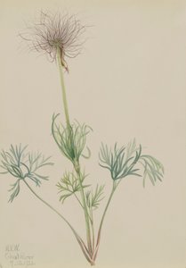 Amerikansk Pasqueflower Pulsatilla ludoviciana, 1920. af Mary Vaux Walcott