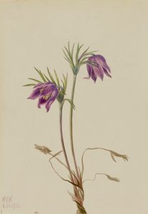 Amerikansk Pasqueflower Pulsatilla ludoviciana, 1922. af Mary Vaux Walcott
