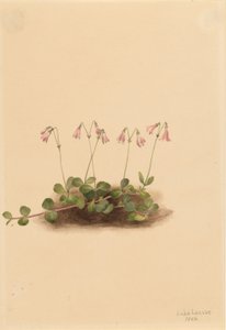 Amerikansk tvillingeblomst (Linnaea borealis americana) af Mary Vaux Walcott