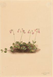 Amerikansk tvillingblomst Linnaea borealis americana, 1902. af Mary Vaux Walcott