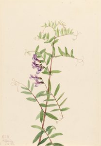 Amerikansk vikke (Vicia americana) af Mary Vaux Walcott