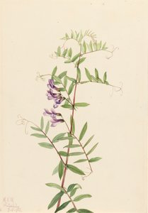 American Vetch Vicia americana, 1922. af Mary Vaux Walcott