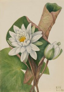 Amerikansk vandlilje (Castalia odorata) af Mary Vaux Walcott