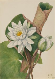 Amerikansk åkande Castalia odorata, 1920. af Mary Vaux Walcott