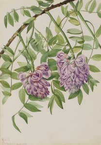 Amerikansk Wisteria Kraunhia frutescens, 1925. af Mary Vaux Walcott