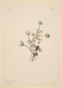 Anemone (Anemone drummondii) af Mary Vaux Walcott