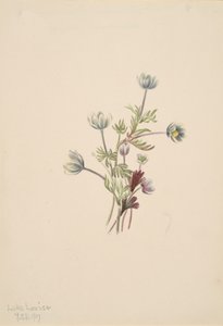Anemone Anemone drummondii, 1907. af Mary Vaux Walcott