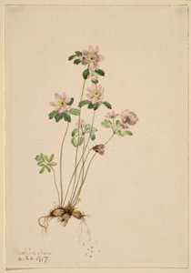 Anemonella (Syndesmon thalictroides) af Mary Vaux Walcott