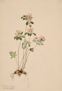 Anemonella Syndesmon thalektroides, 1917. af Mary Vaux Walcott