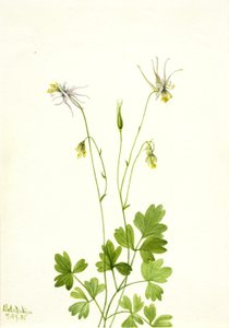 Aquilegia ecalcarata, 1935. af Mary Vaux Walcott